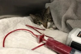 <span>A Nursing Update on Feline Blood Transfusions</span>