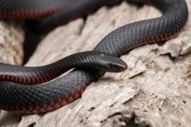 red-bellied-black-snake-6749361_1920 (2) (1).jpg