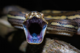 caring-for-the-snake-bite-patient-for-the-emergency-nurse.png